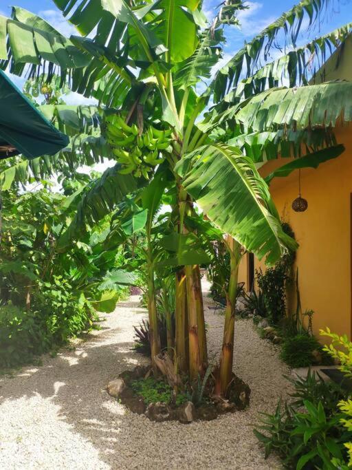 Jungla Bacalar Apartment Bagian luar foto